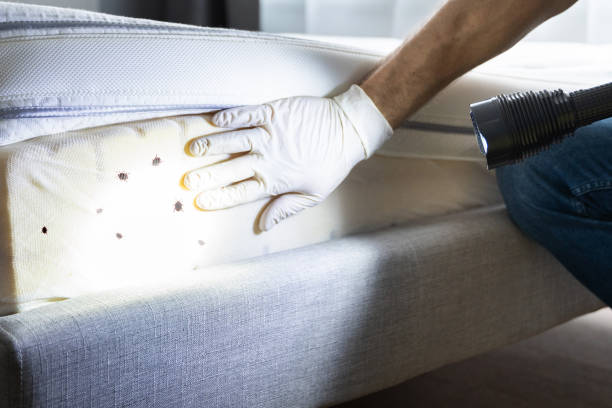 Best Wasp Removal Services  in Zachary, LA