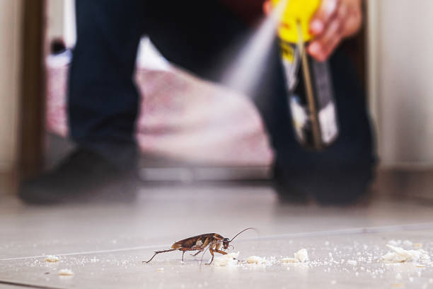 Reliable Zachary, LA Pest Control Solutions