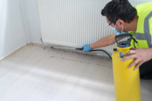 Best Termite Control Services  in Zachary, LA